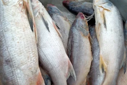 poissons gabon