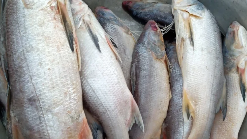 Gabon : la stratégie pour atteindre une production de 50 000 tonnes de poissons d’ici 2025 1 poissons gabon