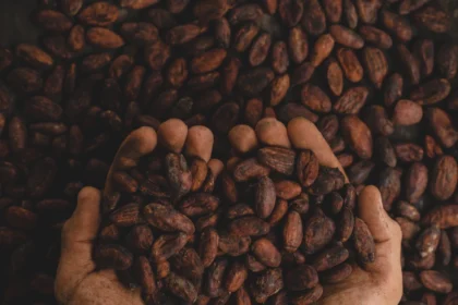 campagne cacao café cameroun