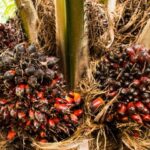 Cameroun : la CDC injecte 2,45 milliards FCFA pour sauver ses filières bananes et palmiers