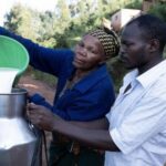Kenya : les nouvelles cibles du marché de l'exportation de lait, grâce à une croissance de sa production