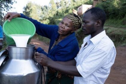 Kenya : les nouvelles cibles du marché de l'exportation de lait, grâce à une croissance de sa production