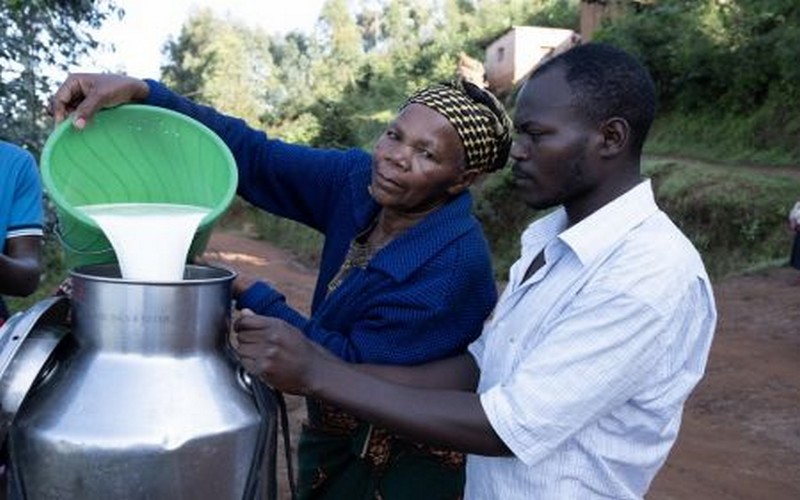 Kenya : les nouvelles cibles du marché de l'exportation de lait, grâce à une croissance de sa production