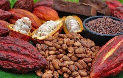 Cameroun : la campagne cacaoyère 2024/2025 s’ouvre dans une embellie sans précédent