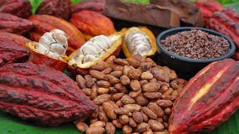 Cameroun : la campagne cacaoyère 2024/2025 s’ouvre dans une embellie sans précédent 1 Cameroun : la campagne cacaoyère 2024/2025 s’ouvre dans une embellie sans précédent