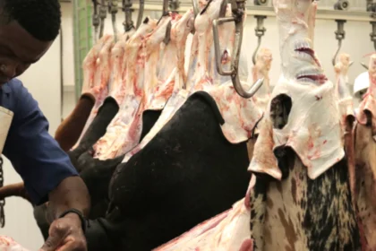 abattoir cameroun, sodepa
