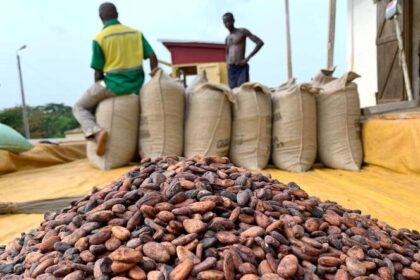 Cameroun : un contrat signé avec une coopérative locale pour acheter le cacao à 8,82 dollars US le kg (5 200 FCFA)