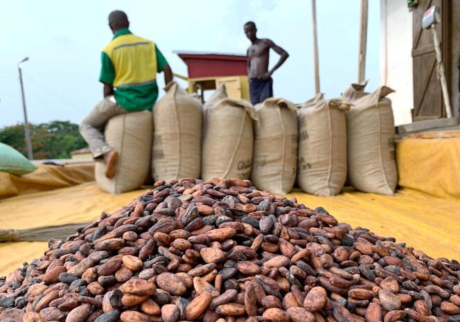 Cameroun : un contrat signé avec une coopérative locale pour acheter le cacao à 8,82 dollars US le kg (5 200 FCFA)