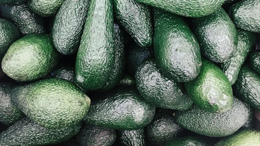 Afrique : les exportations d'avocats augmentent de 14% en 2023, alors qu'un tissu industriel de transformation locale se forme
