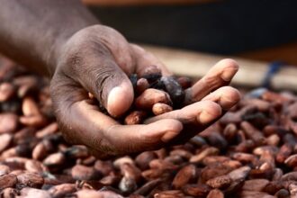 cacao