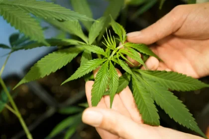 Le très prometteur marché du cannabis légal en Afrique à capter par les Africains