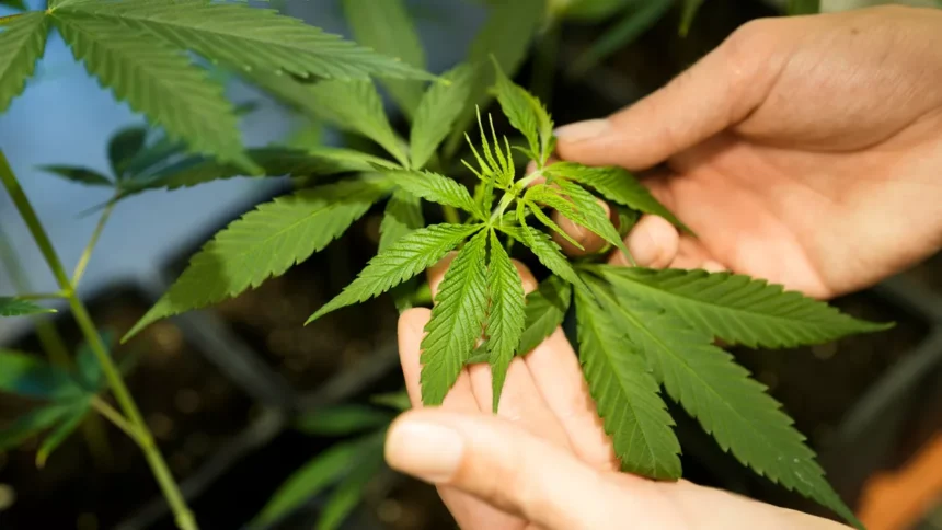 Le très prometteur marché du cannabis légal en Afrique à capter par les Africains