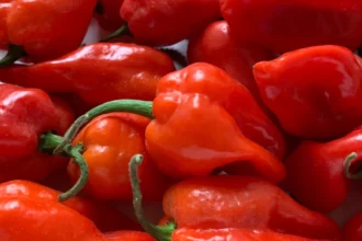 Rwanda : pour libérer le potentiel de l’industrie du piment, le pays a un besoin de 470 millions de dollars US