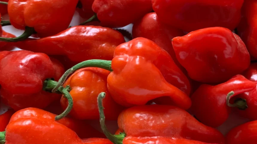 Piment : le Burkina Faso mise 4,5 milliards FCFA sur une unité de transformation à Banfora 1 Rwanda : pour libérer le potentiel de l’industrie du piment, le pays a un besoin de 470 millions de dollars US