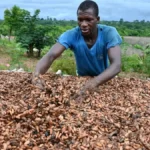 Côte d’Ivoire: le prix du kilogramme de cacao grimpe à 3,06 dollars US (1800 Fcfa), un montant record pour ce pays premier producteur mondial