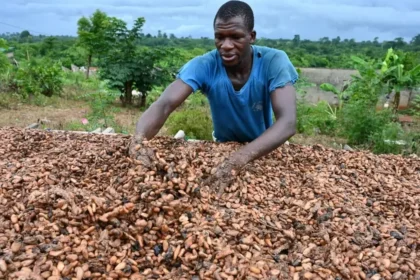 Côte d’Ivoire: le prix du kilogramme de cacao grimpe à 3,06 dollars US (1800 Fcfa), un montant record pour ce pays premier producteur mondial