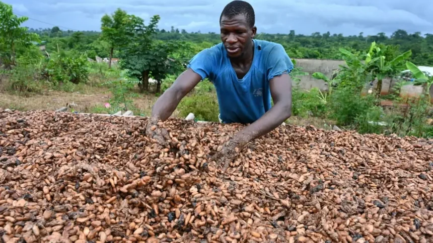 Côte d’Ivoire: le prix du kilogramme de cacao grimpe à 3,06 dollars US (1800 Fcfa), un montant record pour ce pays premier producteur mondial