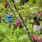 Report du règlement de l’UE sur la déforestation : 12 mois de répit pour la filière cacao ?