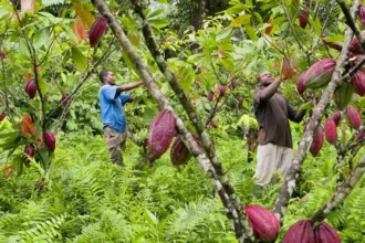 Report du règlement de l’UE sur la déforestation : 12 mois de répit pour la filière cacao ?