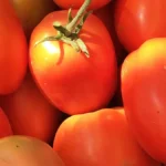 Afrique : Transformation de la tomate, les dynamiques d’un marché en croissance