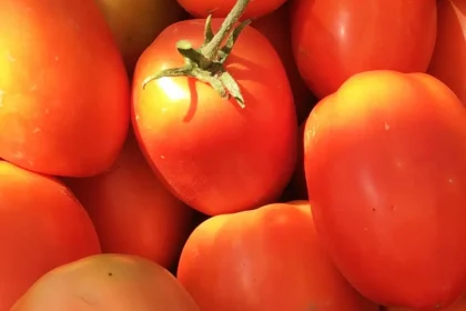 Afrique : Transformation de la tomate, les dynamiques d’un marché en croissance