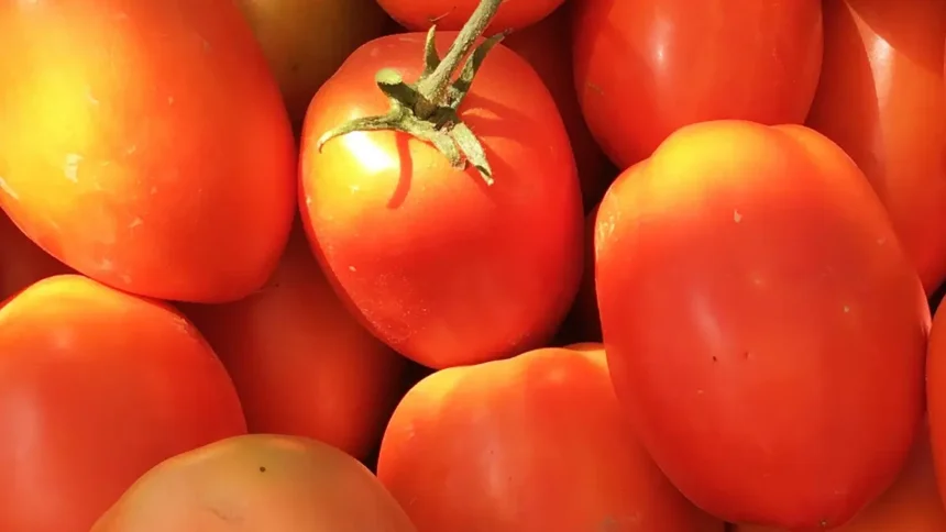 Après l’attaque de Titao, le Ghana freine ses importations de tomates du Burkina Faso 1 Afrique : Transformation de la tomate, les dynamiques d’un marché en croissance