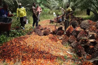 Huile de palme : la proposition des agro-industriels pour booster la production locale au Cameroun