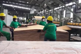 Gabon : le secteur forestier contribue à hauteur de 0,3% du PIB de l'État en 2023