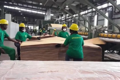 Gabon : le secteur forestier contribue à hauteur de 0,3% du PIB de l'État en 2023