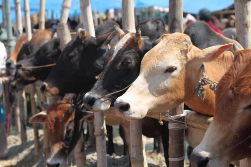 Filière bovine : ce qu'il faut pour que le Gabon mange sa propre viande 1 L’Afrique veut davantage tirer profit de son fort potentiel d’élevage