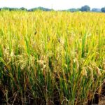 Rwanda: le riz Keza, une niche d'opportunité au Rwanda