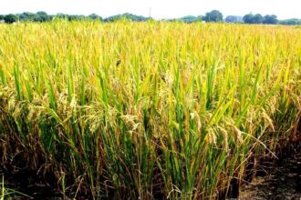 Rwanda: le riz Keza, une niche d'opportunité au Rwanda