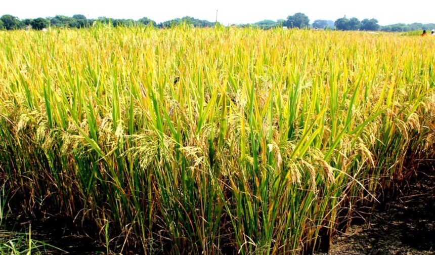 Le riz Keza, une niche d'opportunité au Rwanda 1 Rwanda: le riz Keza, une niche d'opportunité au Rwanda