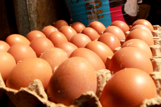 Industrie avicole : un marché des œufs de 10 milliards de dollars, d'ici 2030, à capter en Afrique