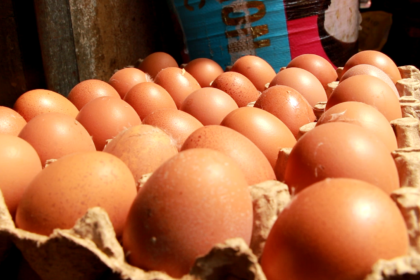 Industrie avicole : un marché des œufs de 10 milliards de dollars, d'ici 2030, à capter en Afrique