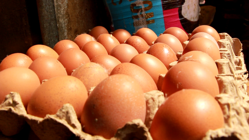 Industrie avicole : un marché des œufs de 10 milliards de dollars, d'ici 2030, à capter en Afrique 1 Industrie avicole : un marché des œufs de 10 milliards de dollars, d'ici 2030, à capter en Afrique