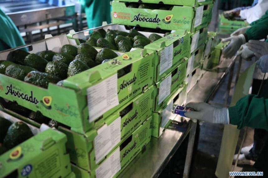 L’avocat au Kenya : une success story africaine à l'échelle mondiale