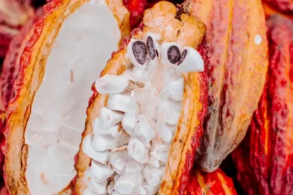 Indication géographique protégée : vers la labellisation du cacao rouge du Cameroun par l'OAPI, dès 2026