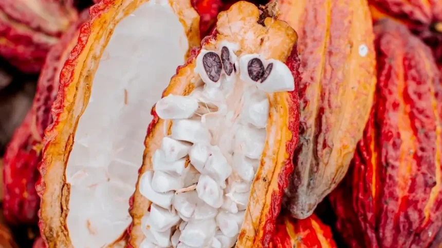 Indication géographique protégée : vers la labellisation du cacao rouge du Cameroun par l'OAPI, dès 2026 1 Indication géographique protégée : vers la labellisation du cacao rouge du Cameroun par l'OAPI, dès 2026