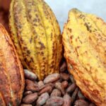 Cameroun : ces problématiques qui devront s’imposer à l’agenda de la 111e session du Conseil international du cacao, du 7 au 11 avril 2025, à Yaoundé