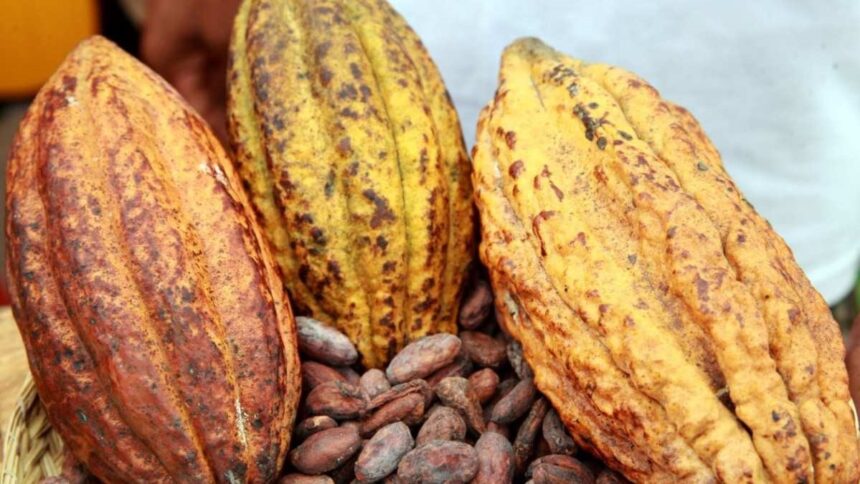 Cameroun : ces problématiques qui devront s’imposer à l’agenda de la 111e session du Conseil international du cacao, du 7 au 11 avril 2025, à Yaoundé 1 Cameroun : ces problématiques qui devront s’imposer à l’agenda de la 111e session du Conseil international du cacao, du 7 au 11 avril 2025, à Yaoundé