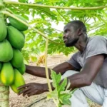 Afrique : comment tirer profit du phosphate de chaux pour stimuler la production agricole