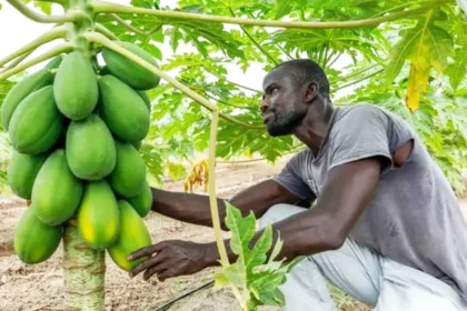 Afrique : comment tirer profit du phosphate de chaux pour stimuler la production agricole