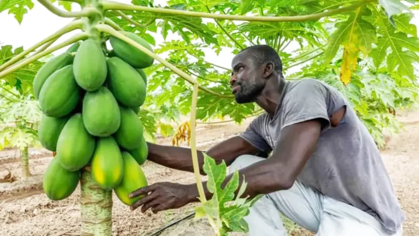 Afrique : comment tirer profit du phosphate de chaux pour stimuler la production agricole