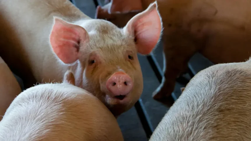 Côte d’Ivoire : du fait de la forte demande, la filière porcine offre des opportunités d’investissement