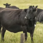 Gabon : comment la filière bovine pourrait être un catalyseur de l’économie sous régionale, d’ici 2035