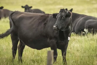 Gabon : comment la filière bovine pourrait être un catalyseur de l’économie sous régionale, d’ici 2035