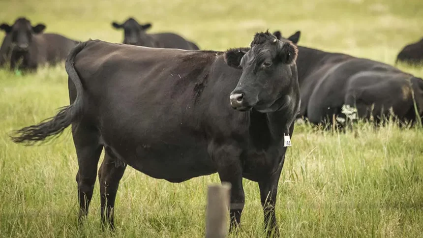Gabon : comment la filière bovine pourrait être un catalyseur de l’économie sous régionale, d’ici 2035 1 Gabon : comment la filière bovine pourrait être un catalyseur de l’économie sous régionale, d’ici 2035