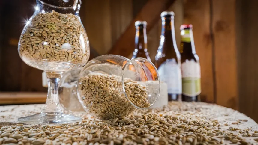Afrique : le marché du malt en effervescence sur fond de boom brassicole 1 Afrique : le marché de malt en effervescence sur fond de boom brassicole