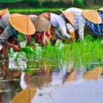 Côte d’Ivoire : fin 2026, le pays ambitionne atteindre l’autosuffisance en riz
